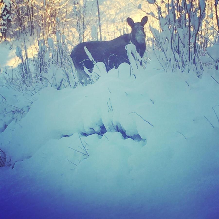 In The Middle Of Trysil Fjellet - Welcome Center - Apartment With 4 Bedrooms And Sauna - By Bike Arena And Ski Lift Екстер'єр фото